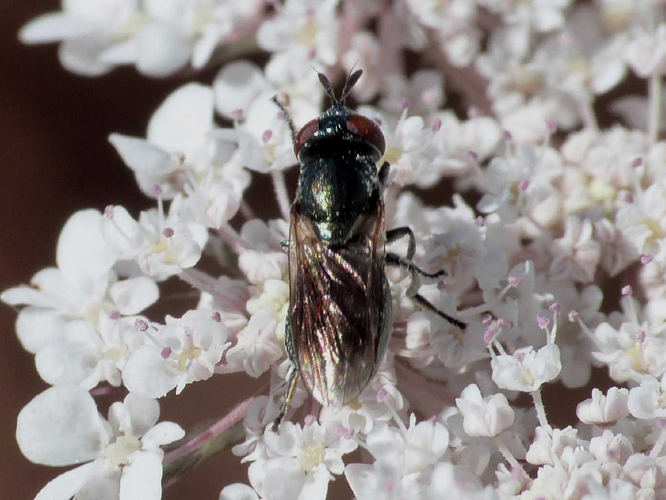 Moschina verde: Syrphidae: femmina di Riponnensia splendens.